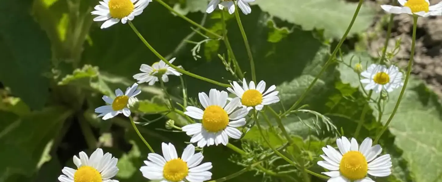 Die Biologie befassen sich mit dem Leben auf der Erde und deren Interaktionen. Die Biologie befassen sich mit dem Leben auf der Erde und deren Interaktionen.
